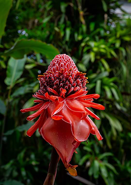 Red Torch Ginger Flower Close-Up