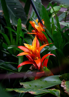 Bromeliad Flower in Lush Greenery