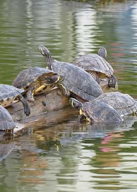 Turtles on a Log in Water