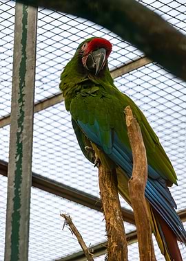 Military Macaw Portrait in Captivity