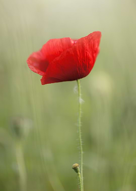 Single Red Poppy Flower, Summer Field