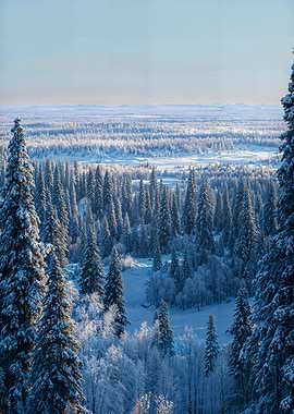 Snowy Forest Landscape