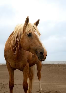 Horse portrait on a beach