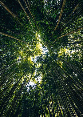 Bamboo Forest Canopy View