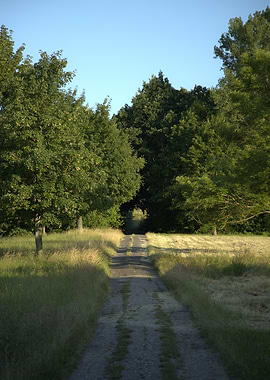 Country Road Through Trees