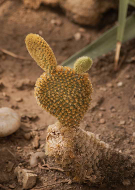 Earthy Opuntia