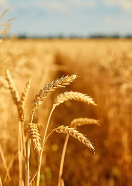 Golden Wheat Field