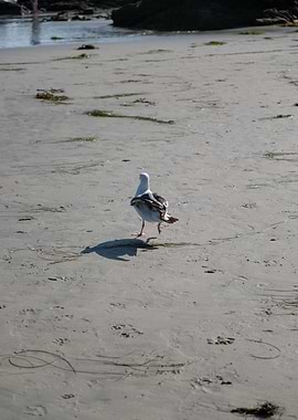 Seagull walking on a sandy beach
