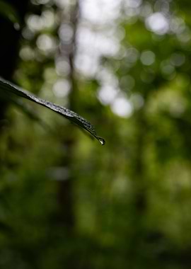 Leaf with Water Droplet