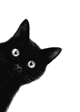 Black Cat Peeking