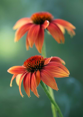 Two Orange Coneflowers