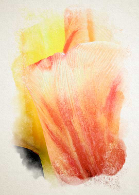 closeup of two tulips in watercolor