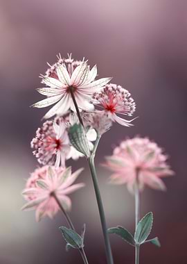 Astrantia Flowers in Soft Focus