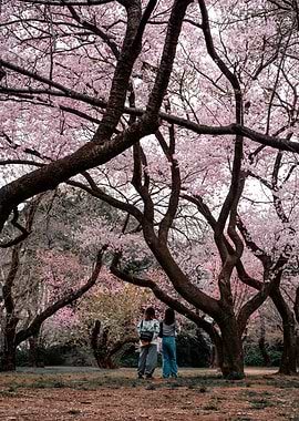Cherry Blossoms at Shinjuku Gyoen, Tokyo