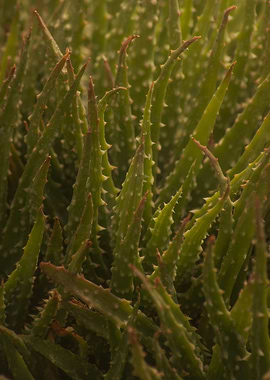 Aloe Texture