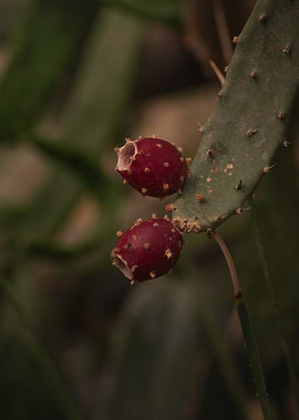 Opuntia's Jewels