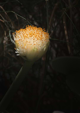 Paintbrush Bloom