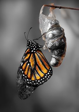 Monarch Butterfly Emerging from Chrysalis