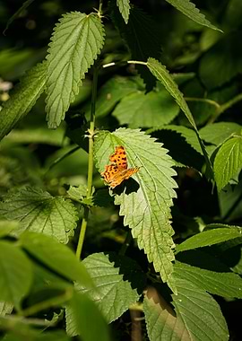 Butterfly on Leaf