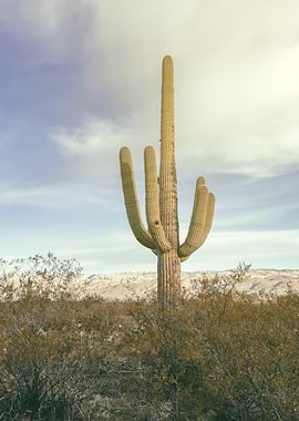 Saguaro Cactus in Desert Landscape