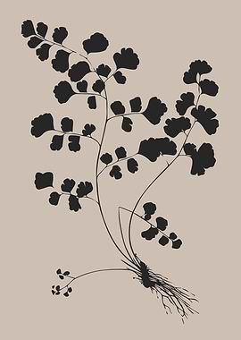 Fern Silhouette on Beige Background