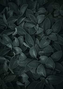 Dark Green Leaves Close-Up