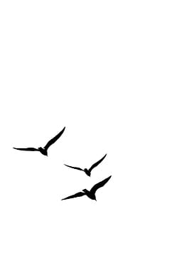 Birds in Flight Silhouette