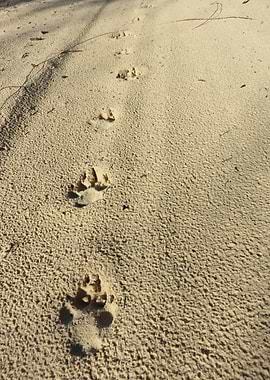DINGO PAW PRINTS ON THE BEACH,FRASER ISLAND,AUSTRALIA