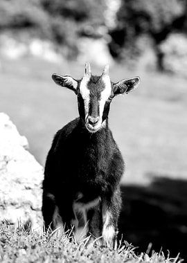 Black and White Goat Portrait
