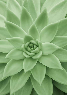 Green Succulent Close-Up