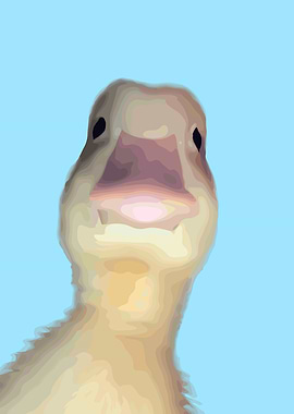 Duck Close-Up on Blue Background