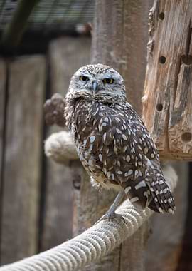 Burrowing Owl Portrait