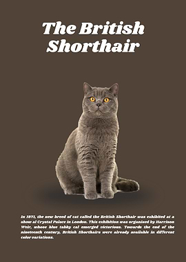 British Shorthair Cat Portrait
