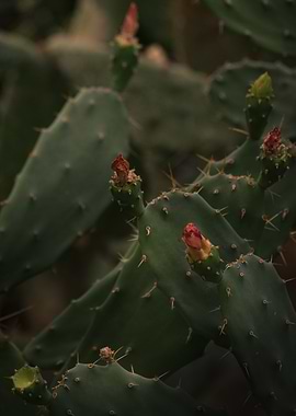 Opuntia's Palette