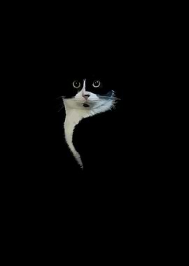 Tuxedo Cat in the Dark