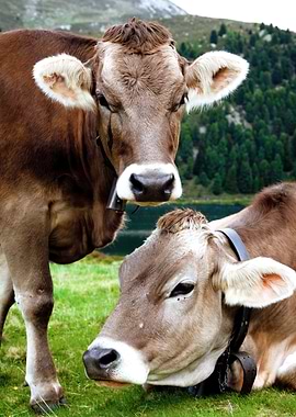 Two Cows in a Mountain Pasture