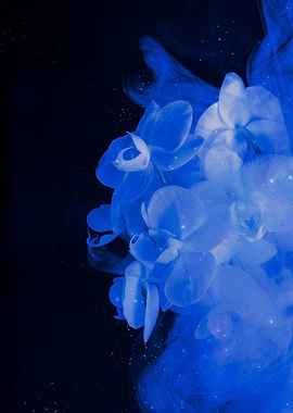 Blue Orchid Bloom in Ink Cloud