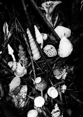 Black and White Seashell Still Life