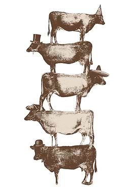 Tower of Cows with Hats