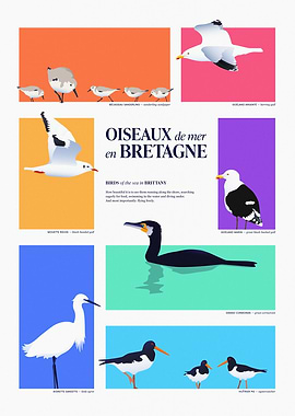 Birds of the Sea in Brittany Illustration