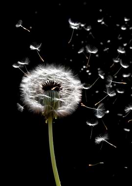 Dandelion Seeds in Flight