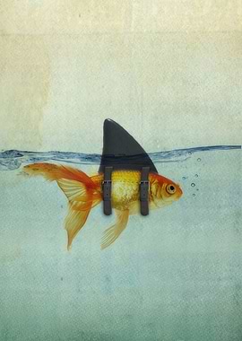 Goldfish with Shark Fin