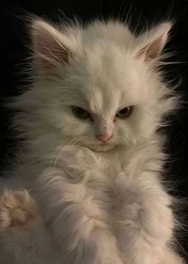 Fluffy White Kitten Portrait