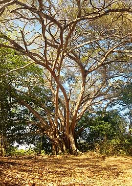 Large Tree with Sprawling Branches at Pantanal Brazil