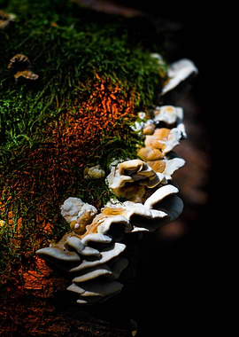 Moss and Shelf Fungi on Wood