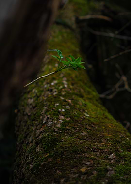 Mossy Tree Branch with New Growth