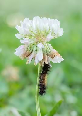Caterpillar on White Clover Flower