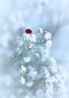 Ladybug on White Flowers, Art Photography