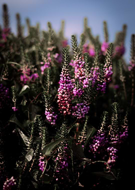 Purple Heather Flowers in Bloom