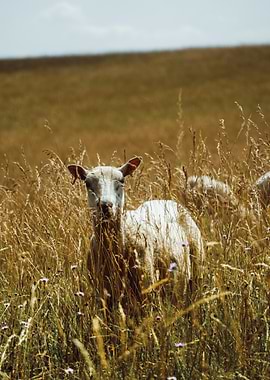 Sheep in a field of grass